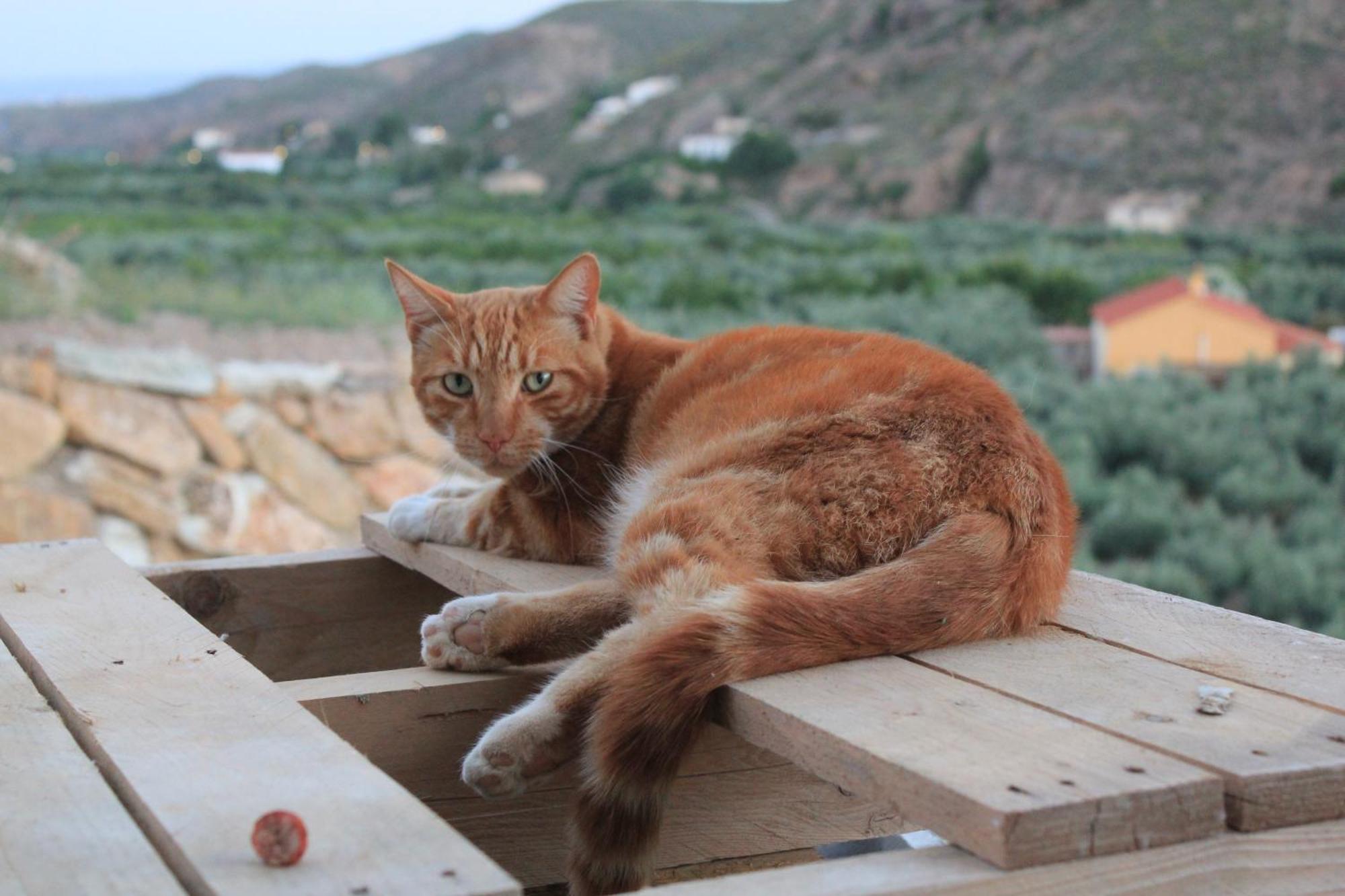 Rambla Retreats Apartment Rojo With Shared Pool & Hot Tub Stunning Views In Oria 외부 사진